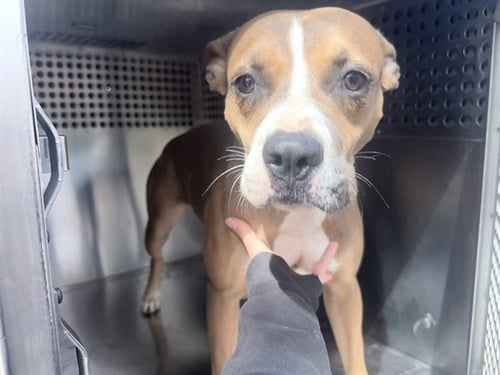 BELLA - American Pit Bull Terrier available for adoption