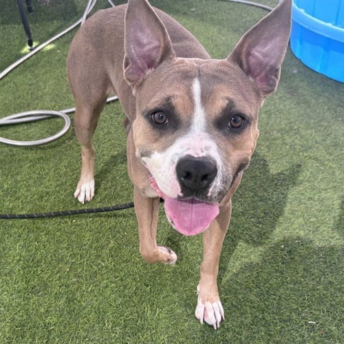 BELLA - American Pit Bull Terrier available for adoption