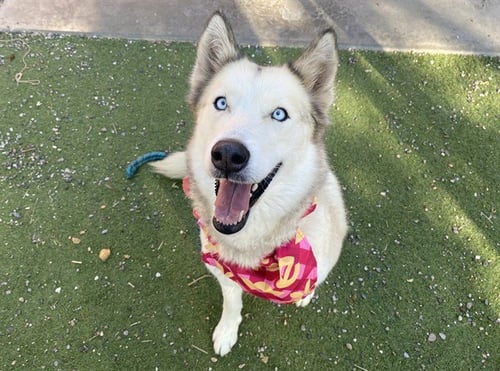 SMORES - Siberian Husky available for adoption