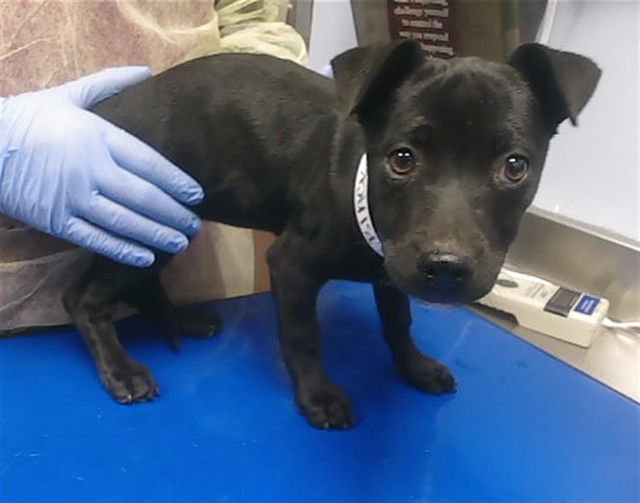 VALENTINA - Chihuahua available for adoption