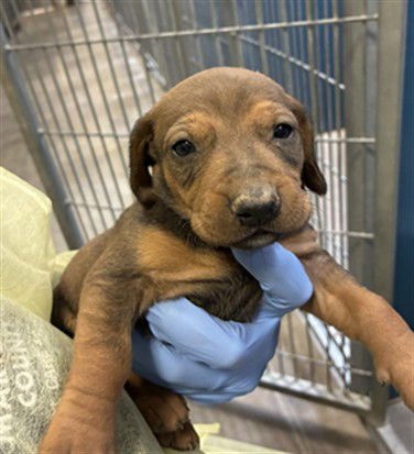 SHENZI - Dachshund / Doberman Pinscher available for adoption