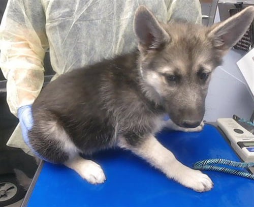 CORALINE - German Shepherd Dog / Siberian Husky available for adoption