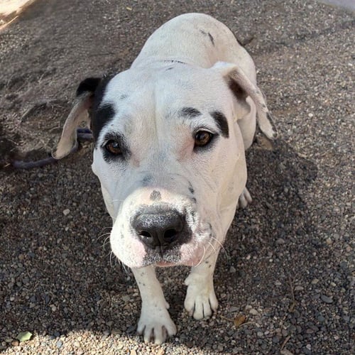 MOO - American Pit Bull Terrier available for adoption
