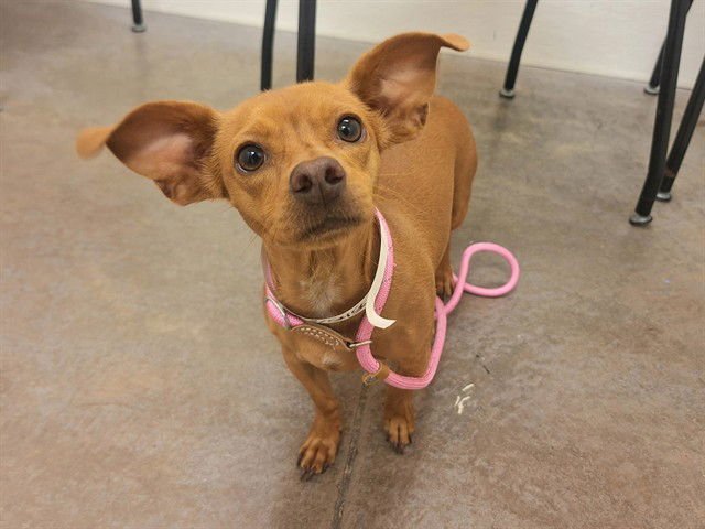 TAMALE - Chihuahua / Miniature Pinscher available for adoption