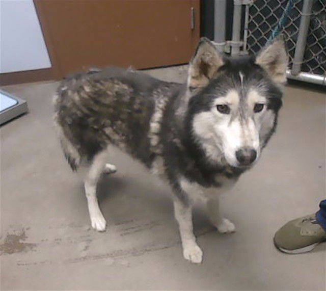 BRANDY - Siberian Husky available for adoption