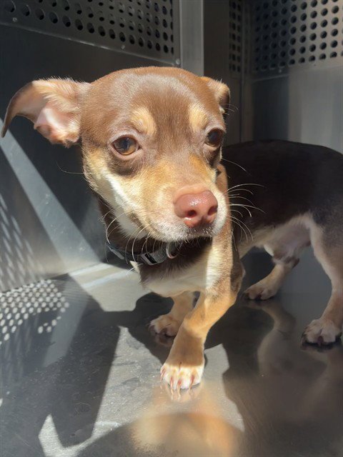 SUAVECITO - Chihuahua available for adoption