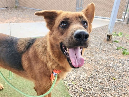 ESTELLA - German Shepherd Dog available for adoption