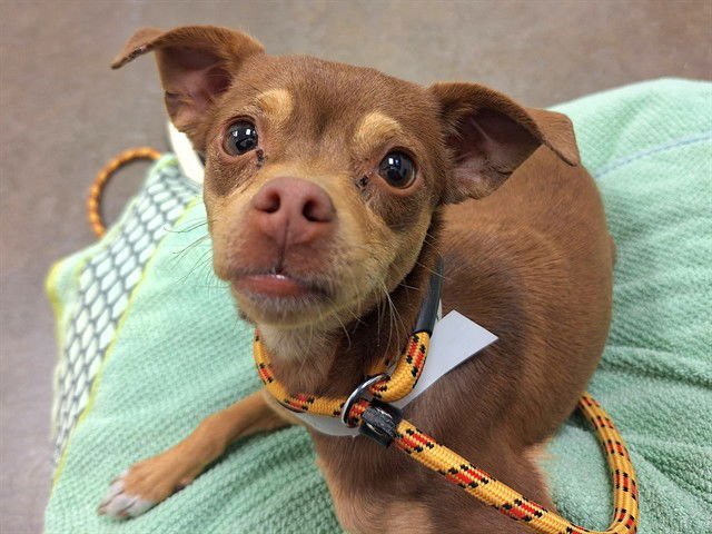 APRICOT - Chihuahua available for adoption