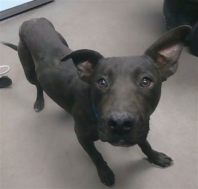 ZORRO - American Pit Bull Terrier available for adoption