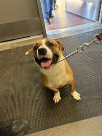 BANJO - Photo 1