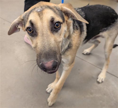 A5167892 - German Shepherd Dog available for adoption