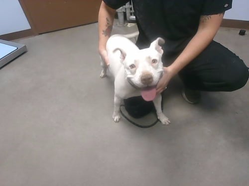 POOKIE - American Pit Bull Terrier available for adoption