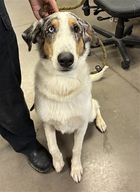 ANASTASIA - Border Collie / Australian Shepherd available for adoption