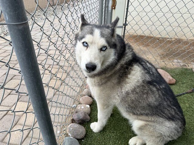 BELLA - Siberian Husky available for adoption