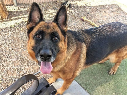 CHERIE - German Shepherd Dog available for adoption