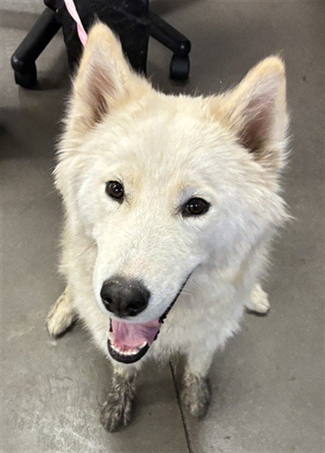 LOTUS - Siberian Husky available for adoption