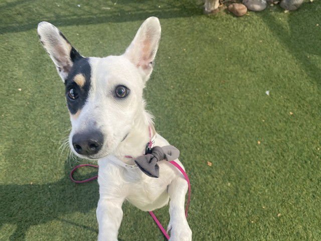 PARROT - Rat Terrier available for adoption