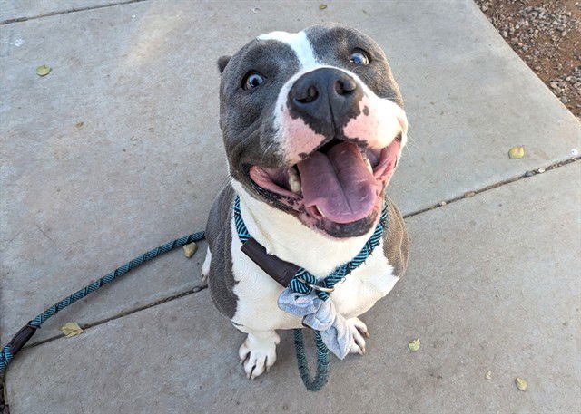 PEPPERMINT - American Pit Bull Terrier available for adoption