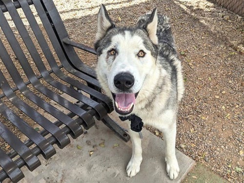 NORTHMAN - Siberian Husky available for adoption