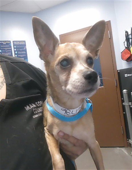 DAISY - Chihuahua available for adoption