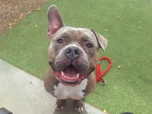 BRISKET - Staffordshire Bull Terrier available for adoption