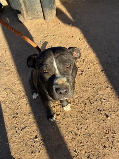 CLOVER - American Pit Bull Terrier available for adoption