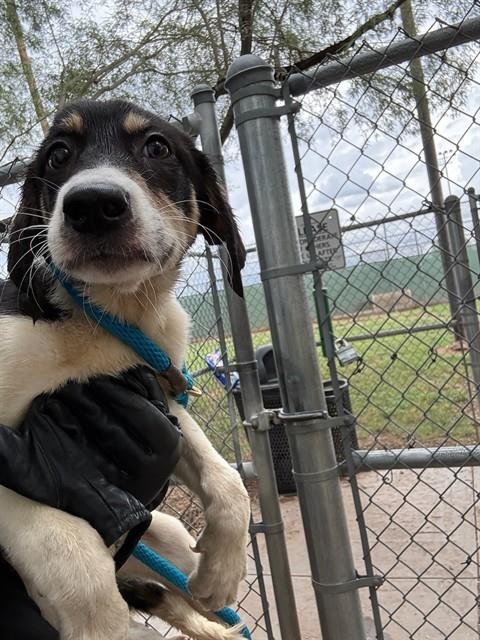 MISTY Image