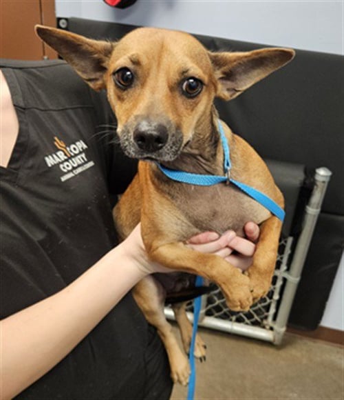CASHEW - Chihuahua available for adoption