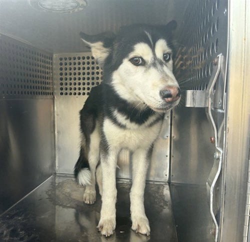 A5173844 - Siberian Husky available for adoption