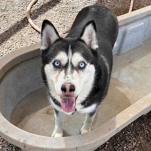 BUNNY - Husky available for adoption