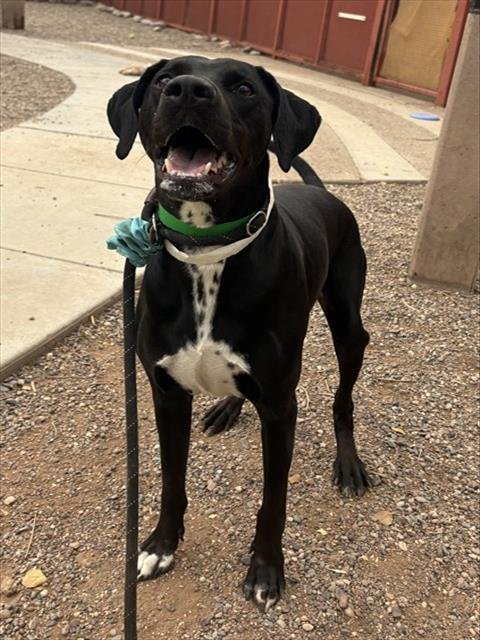 BLAB - German Shorthaired Pointer / Labrador Retriever available for adoption