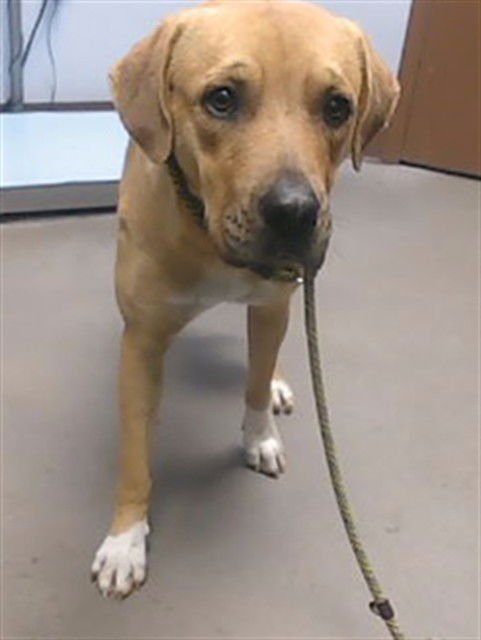 TUNER - Labrador Retriever available for adoption