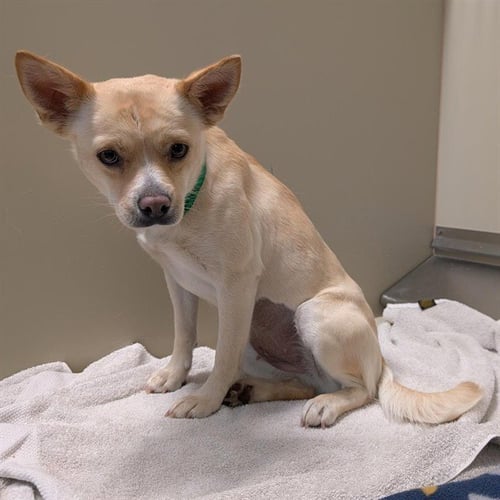 GALA - Chihuahua available for adoption