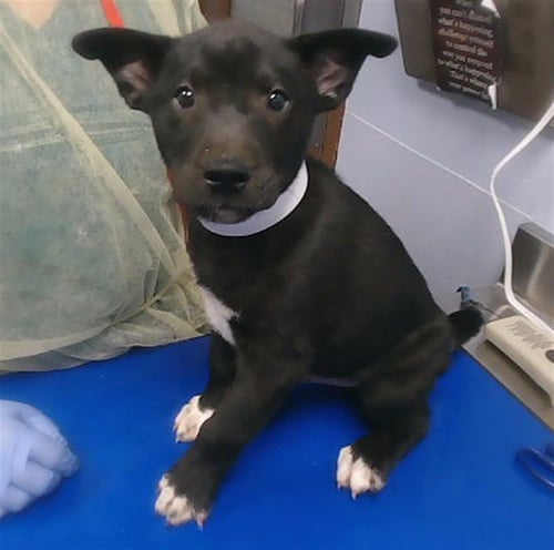AUGUSTUS - German Shepherd Dog available for adoption
