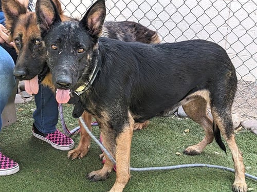 SOPHIE - German Shepherd Dog available for adoption