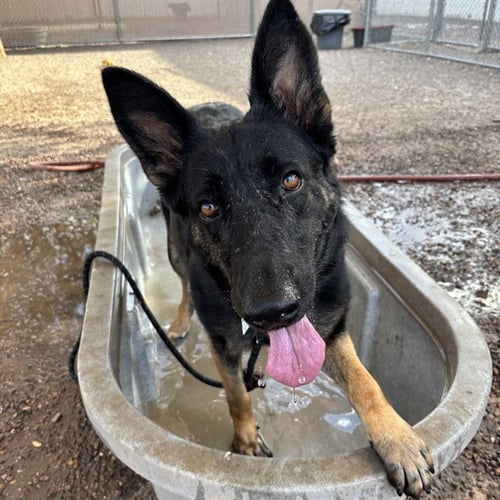 SOPHIE - German Shepherd Dog available for adoption