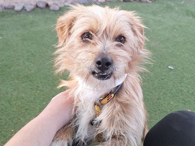 BILBO - Cairn Terrier available for adoption