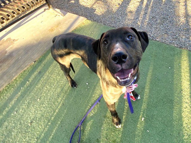 TIGGER - American Pit Bull Terrier available for adoption