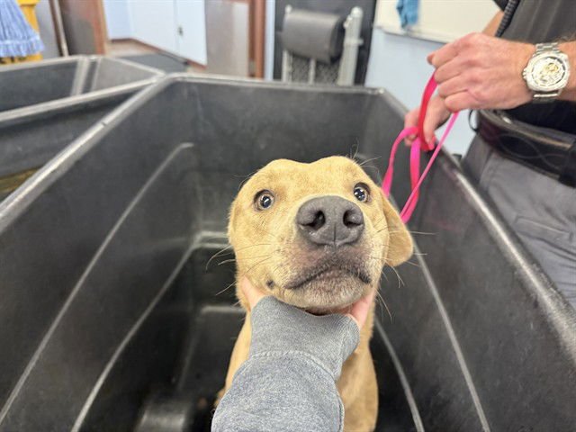 SNICKERDOODLE - American Pit Bull Terrier available for adoption