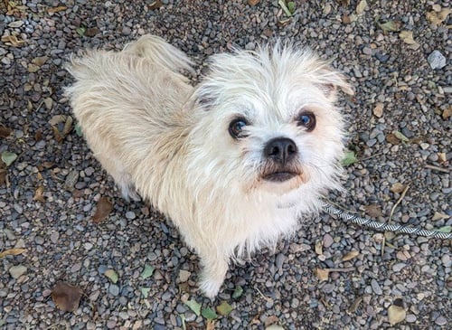 PETAL - Cairn Terrier available for adoption