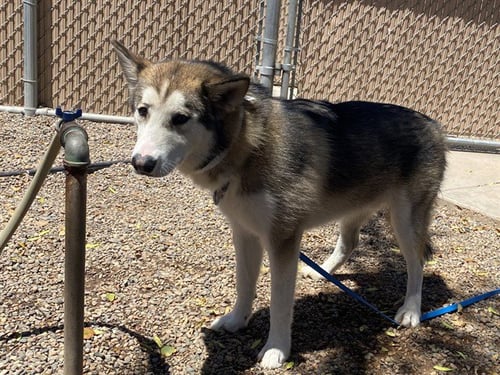 ROGER - Husky available for adoption
