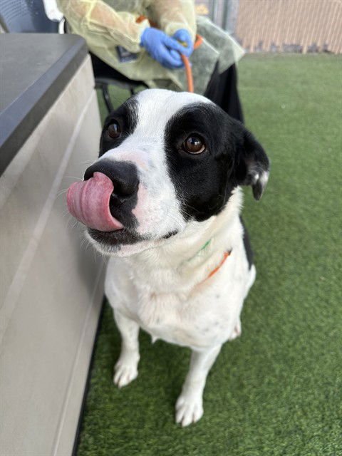 GREG - Border Collie available for adoption