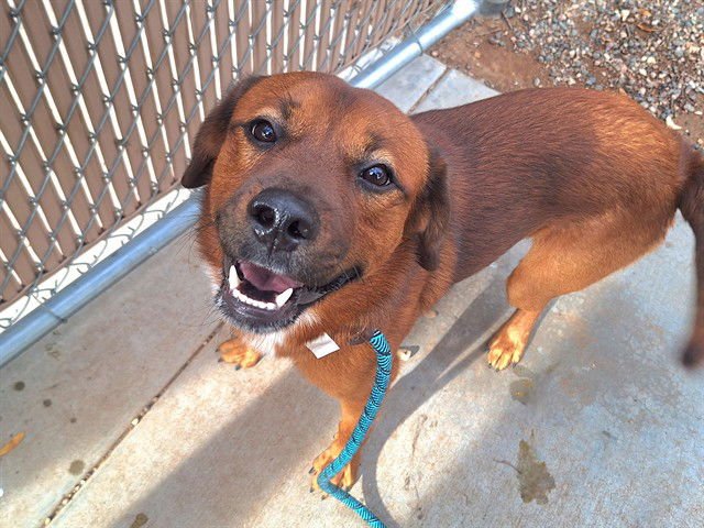 BENTO - Redbone Coonhound available for adoption