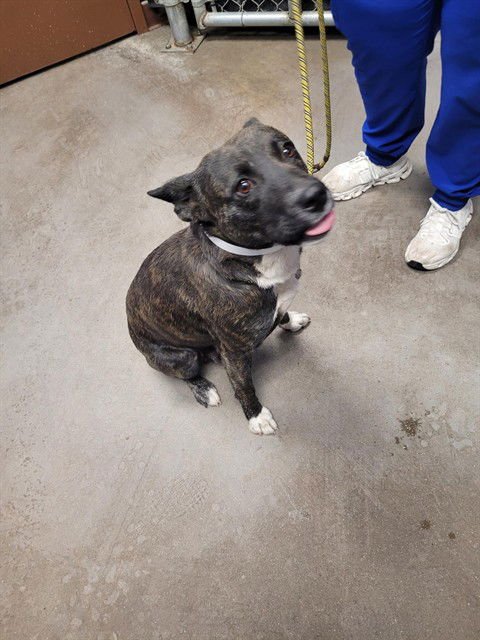 CALIFORNIA - Dutch Shepherd / Australian Cattle Dog/Blue Heeler available for adoption