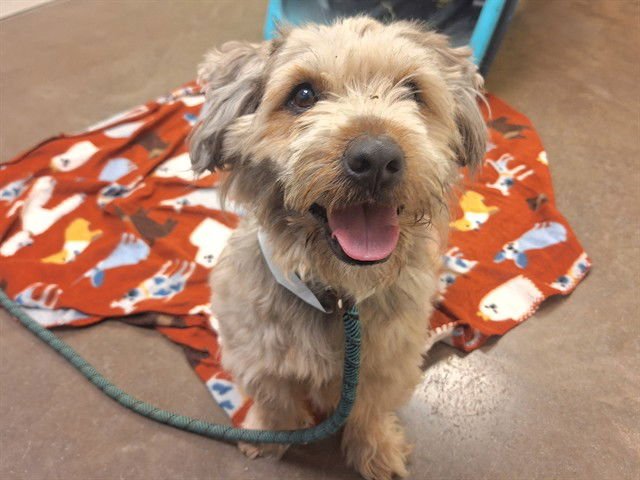 TAMBOURINE - Lhasa Apso / Glen of Imaal Terrier available for adoption