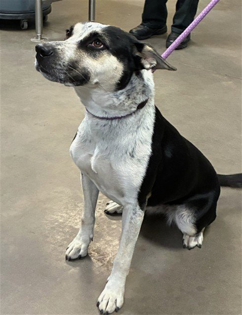 ARIZONA - Australian Cattle Dog/Blue Heeler available for adoption