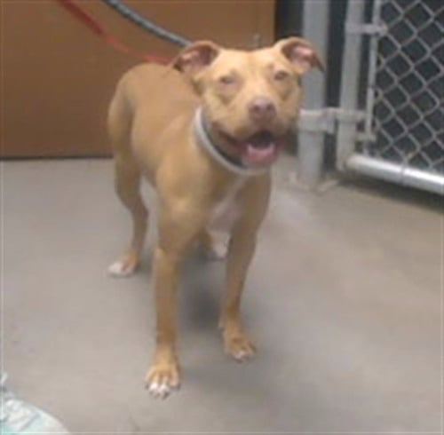 HAPPI - American Pit Bull Terrier available for adoption