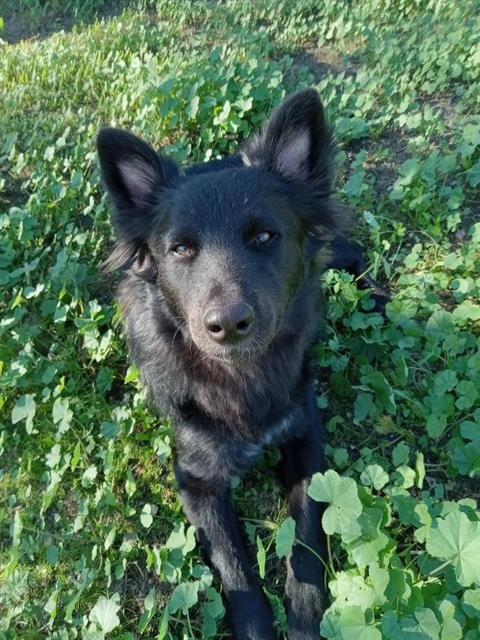 BARKLEY - German Shepherd Dog available for adoption