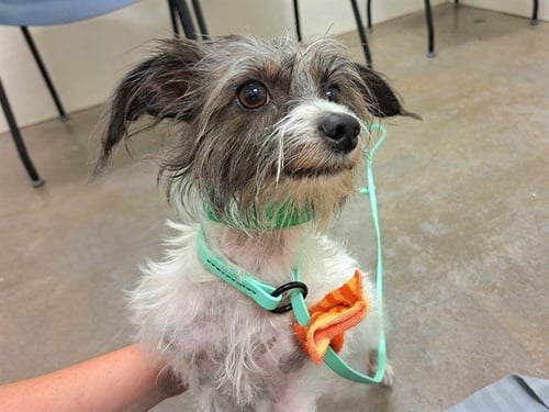 ATARI - Cairn Terrier available for adoption