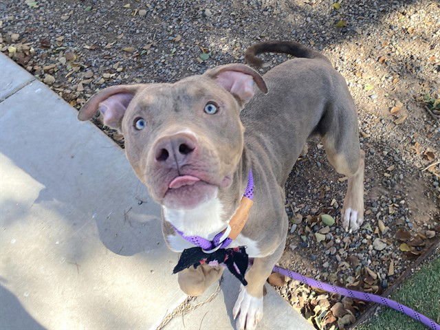 BUZZ - American Pit Bull Terrier available for adoption